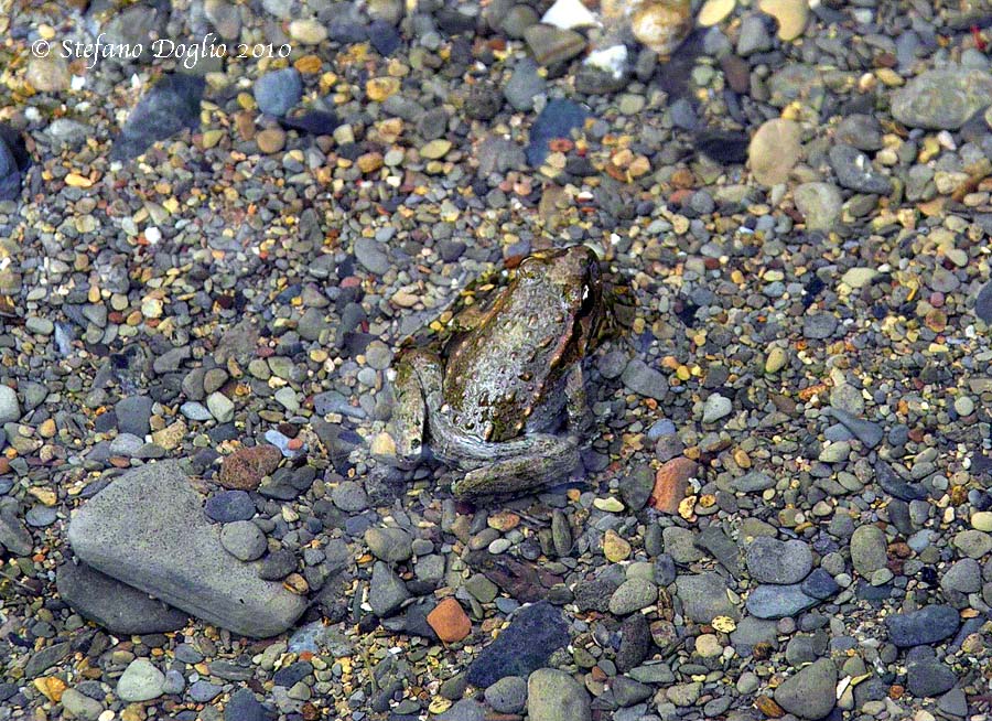 discoglosso marocchino - Discoglossus scovazzi